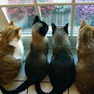 Meet your Posher, Donna